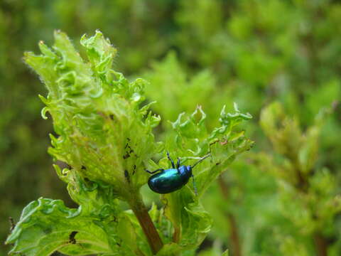 Image of Chrysolina coerulans