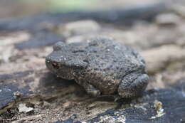 Image of Common Toad