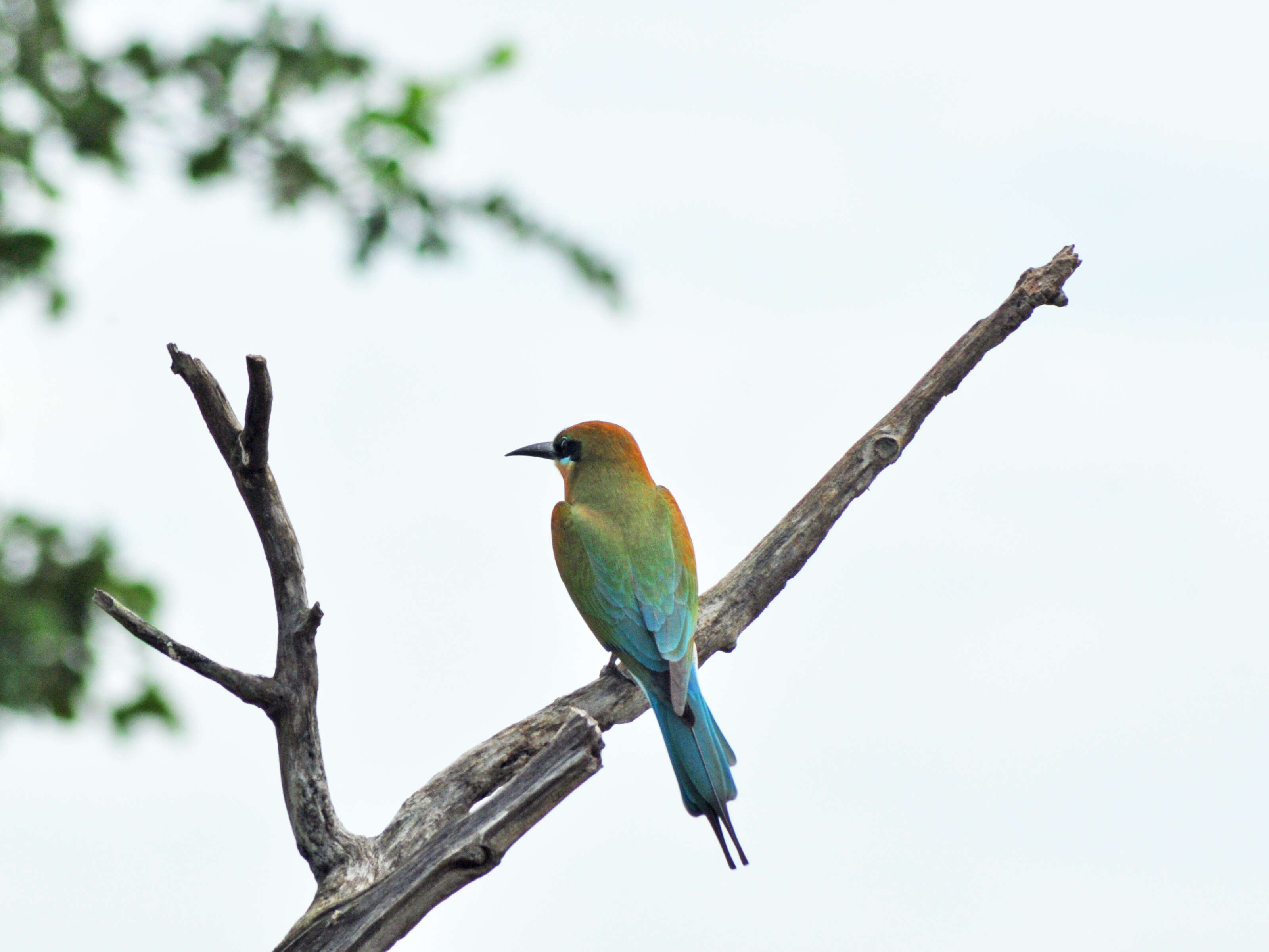 Image of Blue-tailed Bee-eater