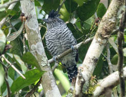 Image of Barred Antshrike