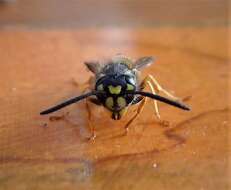 Image of Common wasp