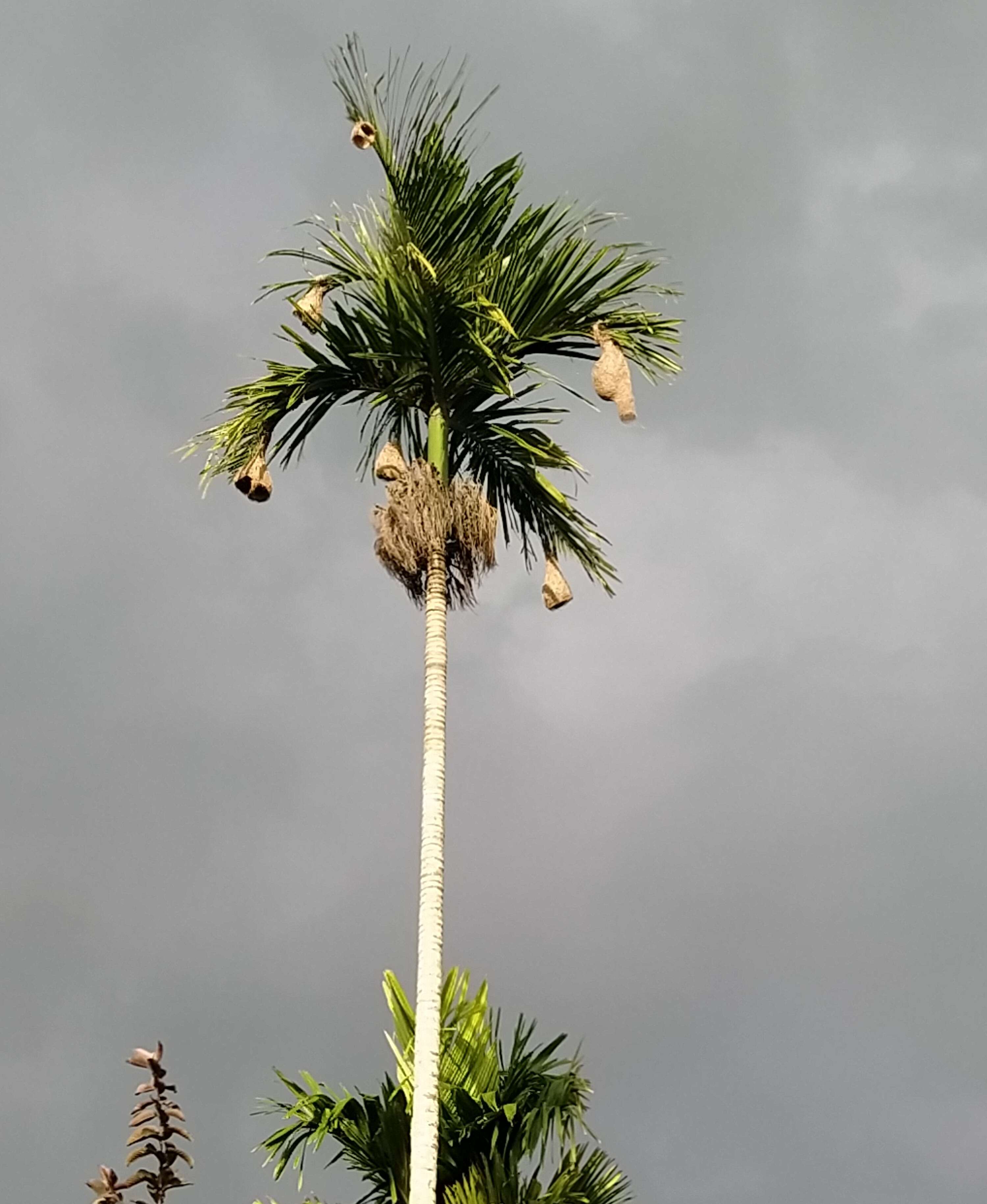 Image of Black-breasted Weaver