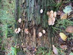 Mycena galericulata (Scop.) Gray 1821 resmi