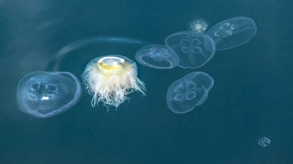 Image of Sea gooseberry