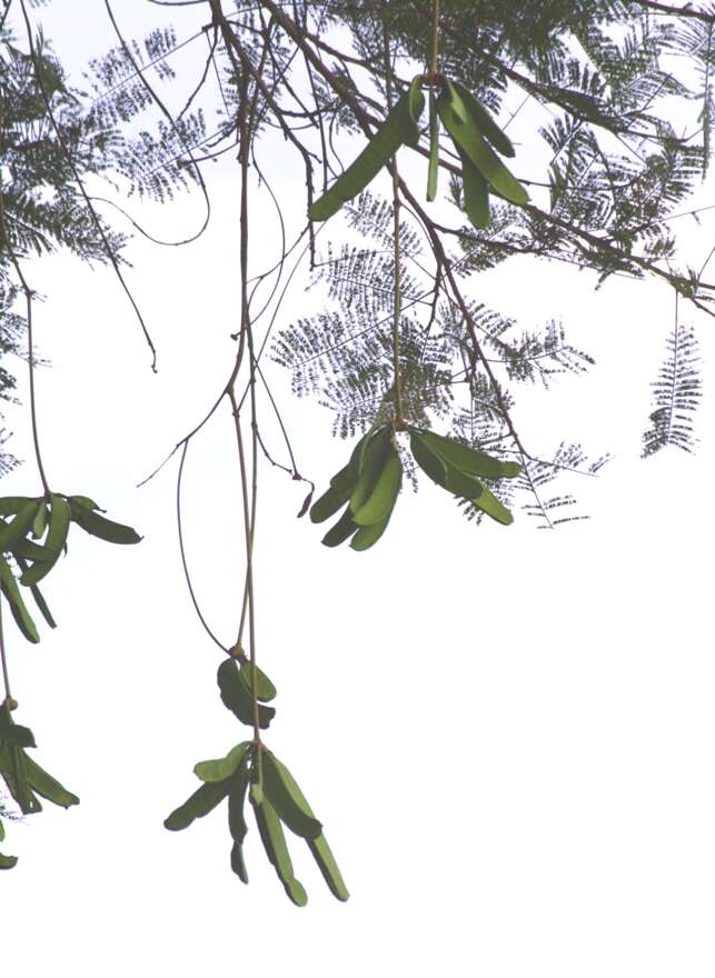 Image of Parkia pendula (Willd.) Walp.