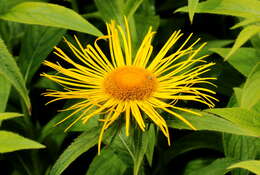 Image of Hooker's inula