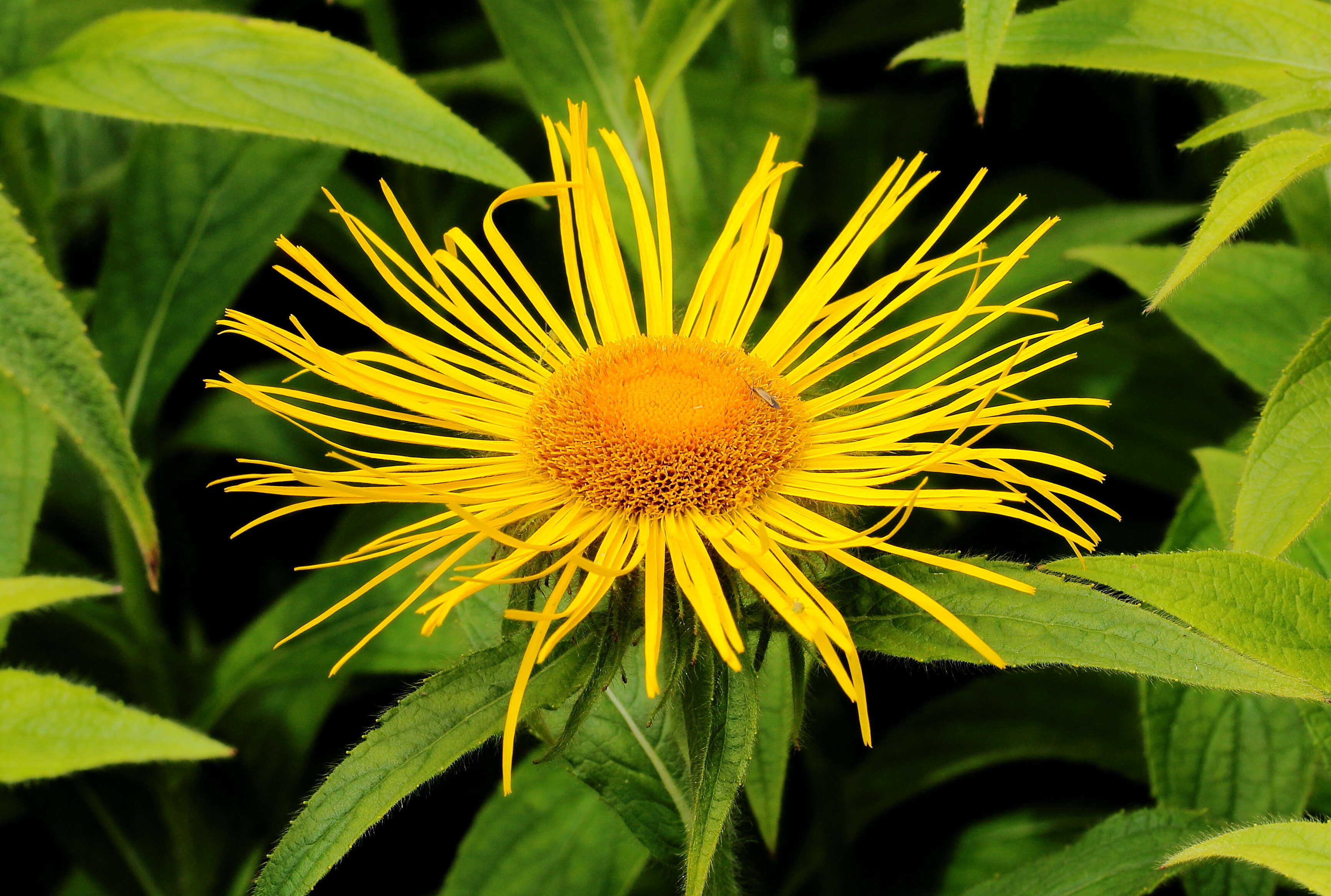 Image of Hooker's inula