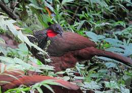 Image of Cauca Guan