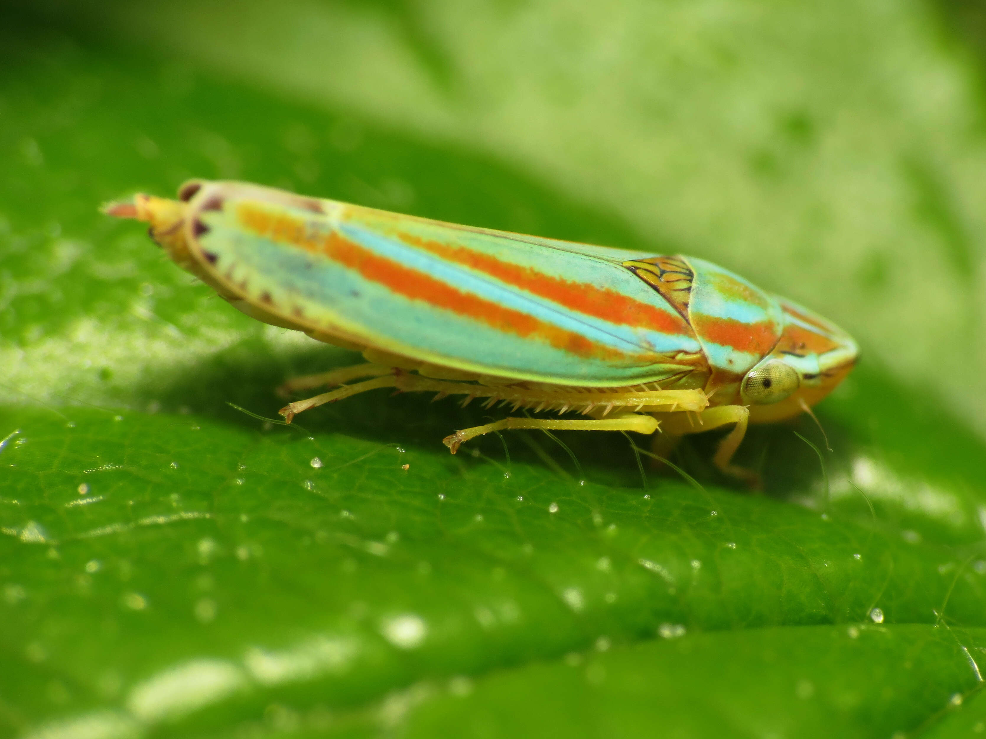 Image of Graphocephala versuta (Say 1830)