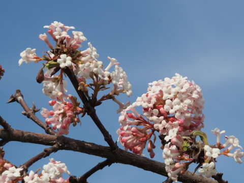 Image of Viburnum × bodnantense