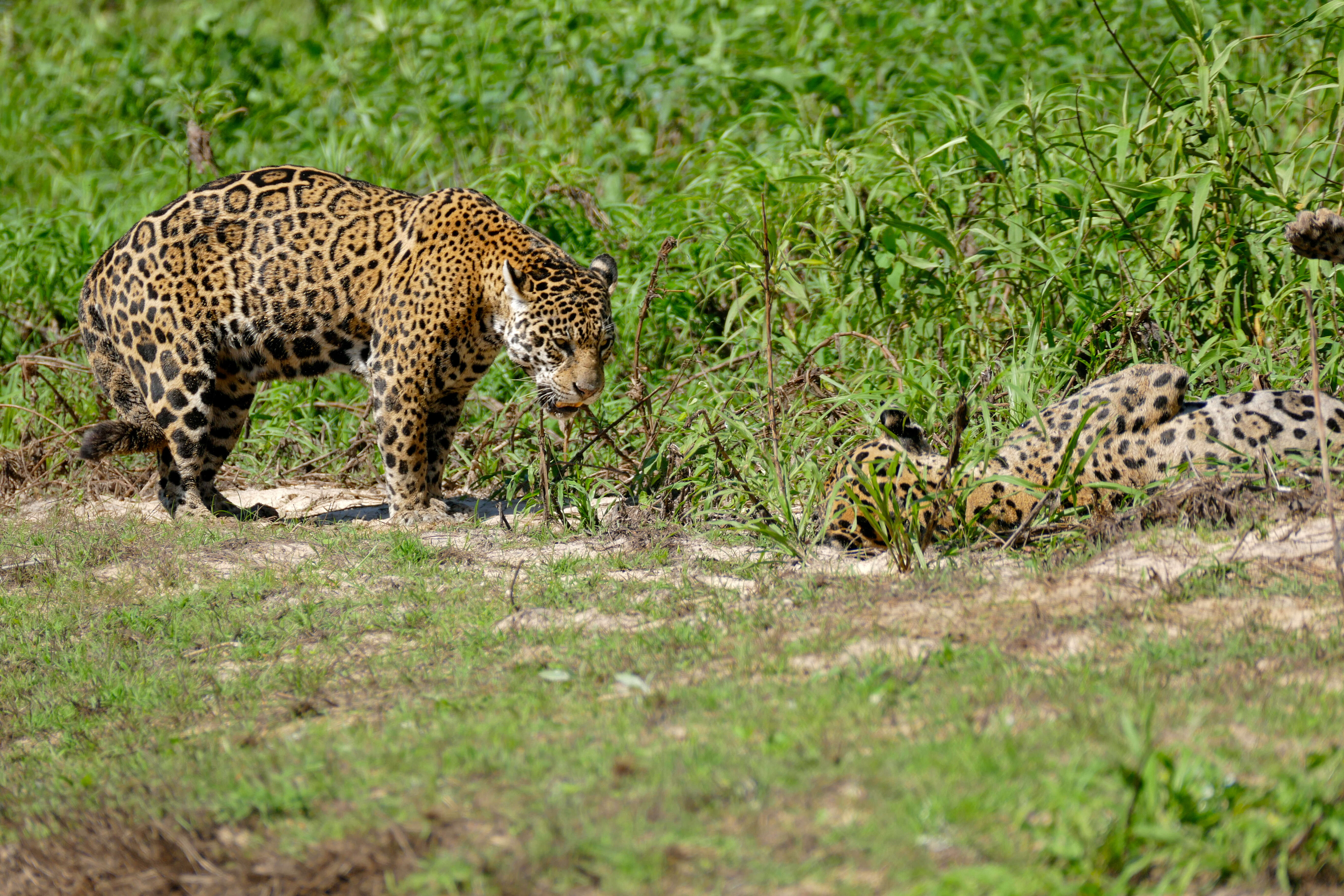 Image of Panthera onca palustris (Ameghino 1888)