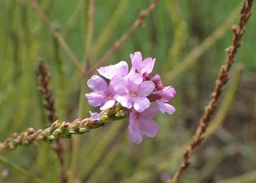 Image of hoary verbena