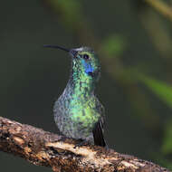 Image of Lesser Violetear