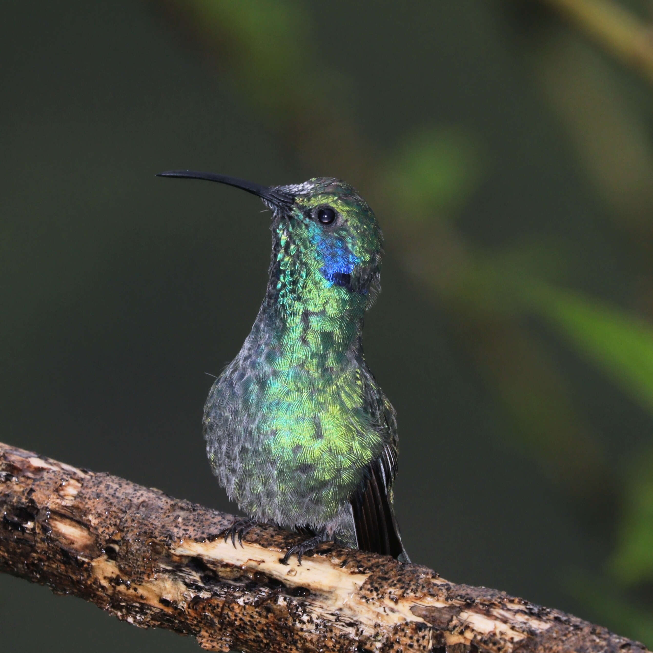 Image of Lesser Violetear