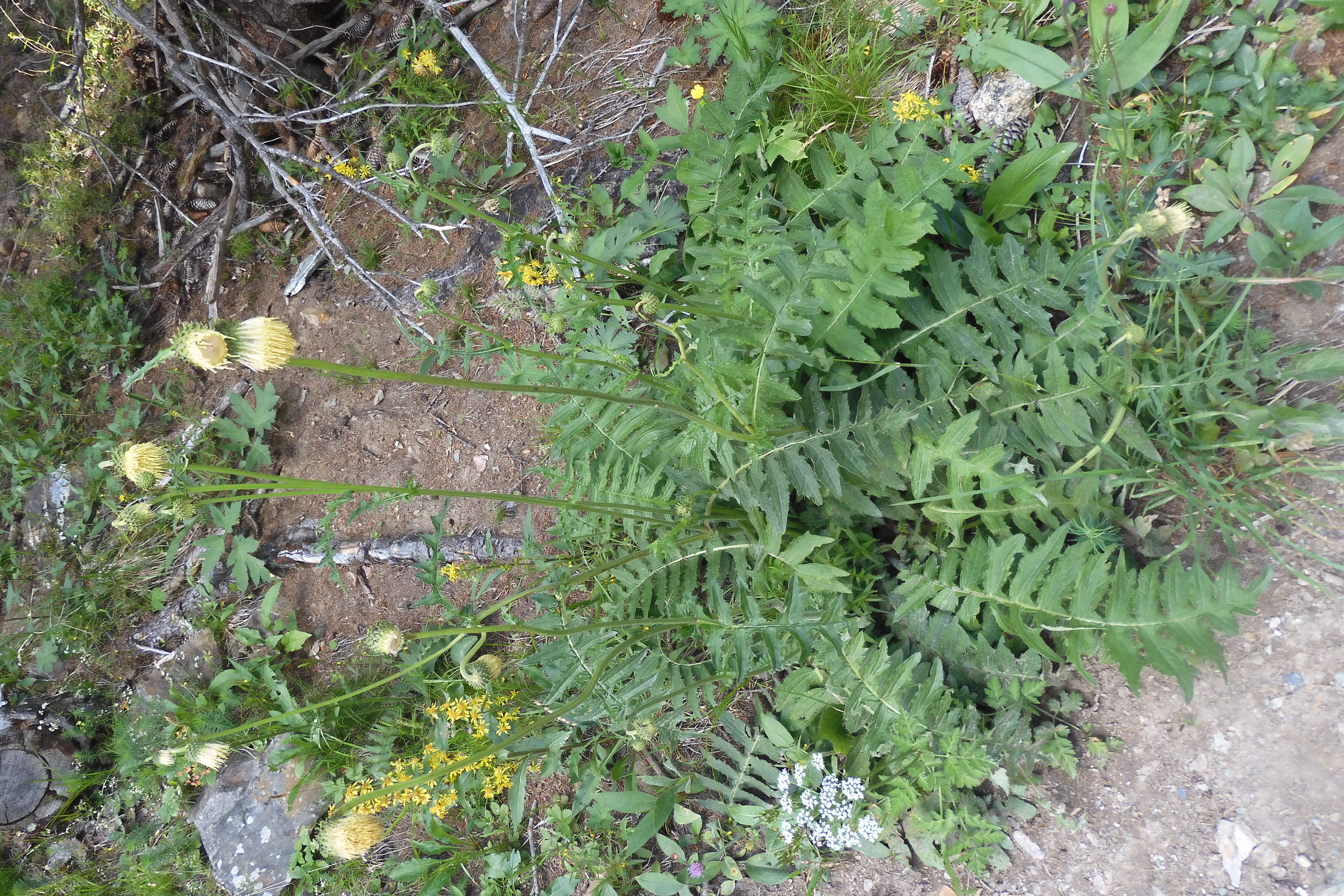 Image of Cirsium erisithales (Jacq.) Scop.