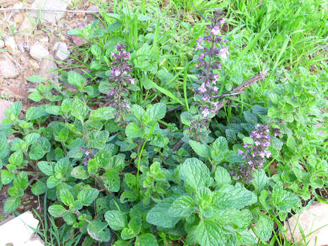 Image of Clinopodium serpyllifolium subsp. fruticosum (L.) Bräuchler