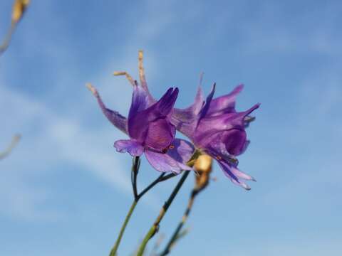 Image of forking larkspur