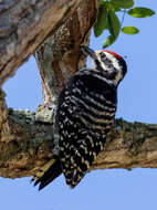 Image of Nuttall's Woodpecker