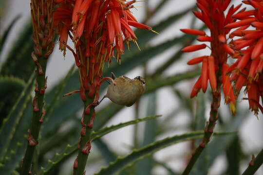 Image of Common Chiffchaff