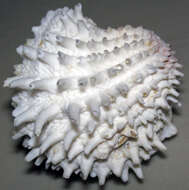 Image of Florida spiny jewel box clam