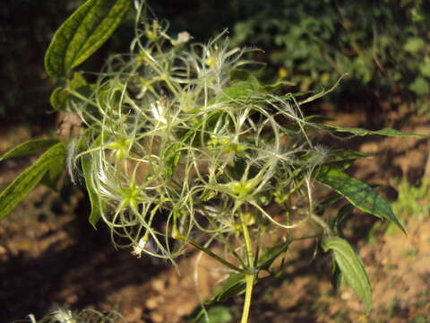 Imagem de Clematis javana DC.