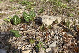 Слика од Cyclamen graecum Link