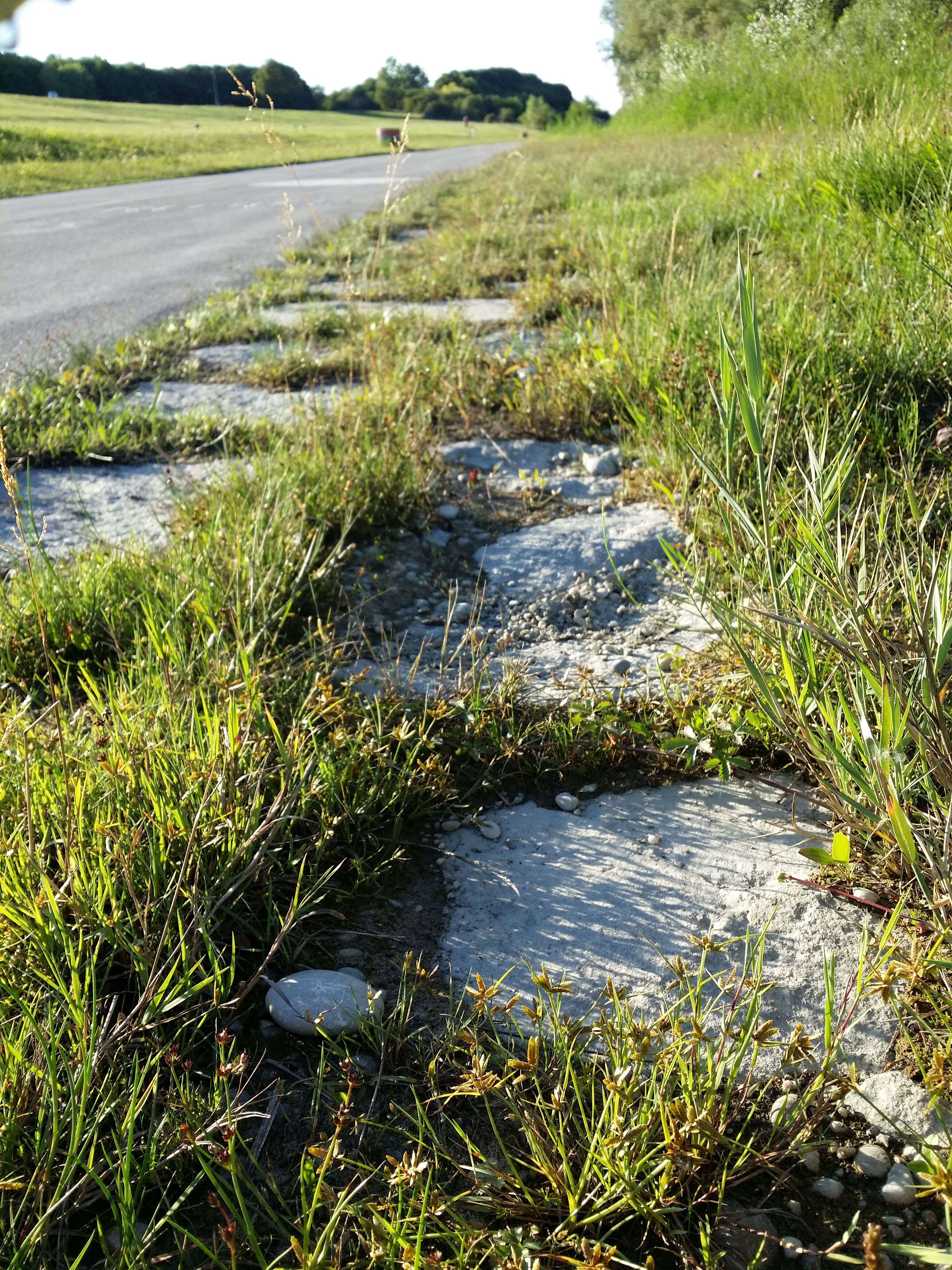 Image of Yellow Flat Sedge