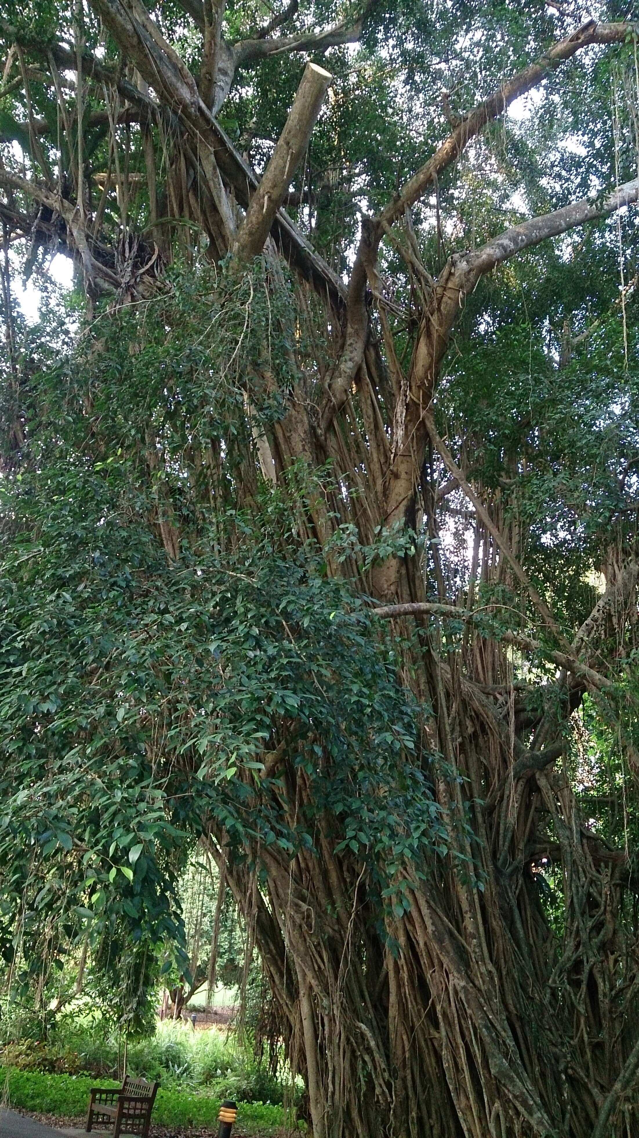 Image of Ficus kurzii King