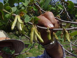 Plancia ëd Annona cherimola Mill.