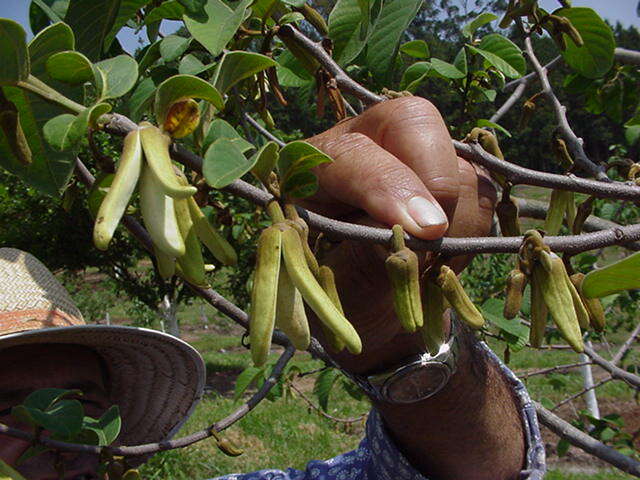 Plancia ëd Annona cherimola Mill.