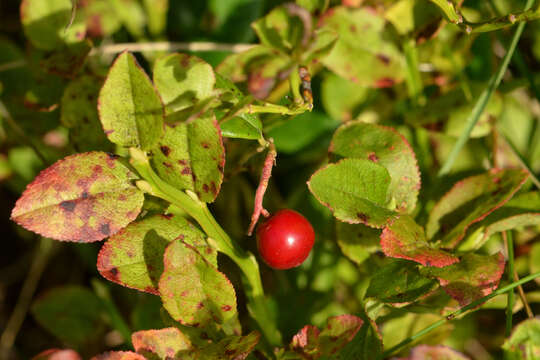 Image of lingonberry