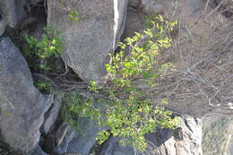 Image of Vasconcellea chilensis Planch.