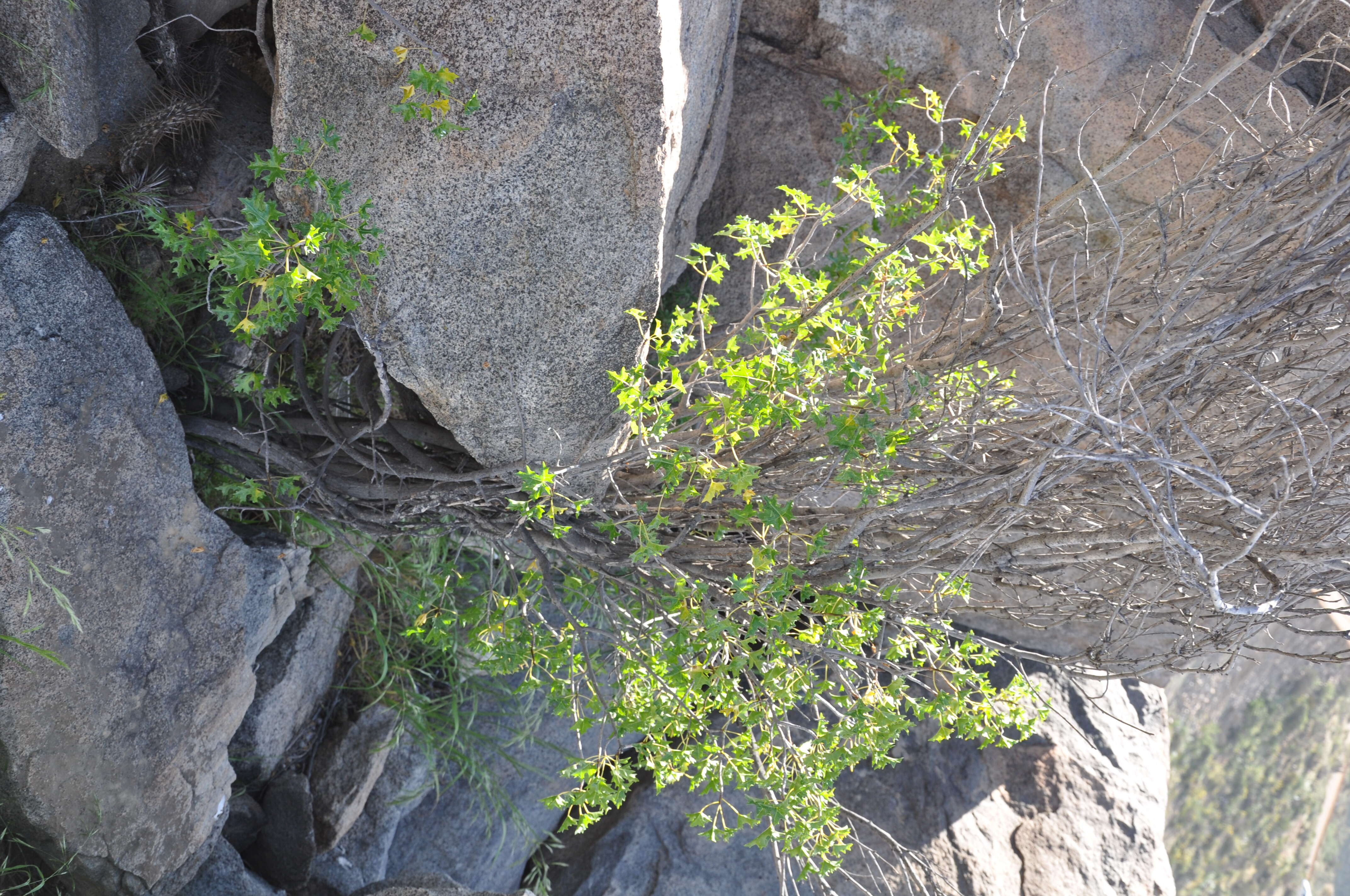 Image of Vasconcellea chilensis Planch.