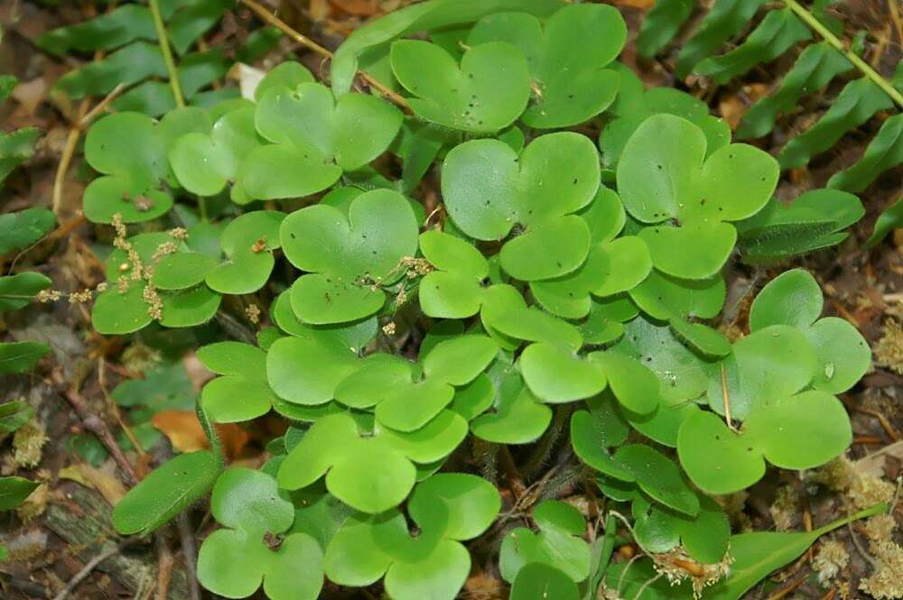 Image of roundlobe hepatica