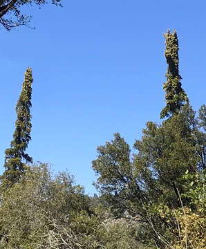 Image de Sapin de Sainte-Lucie