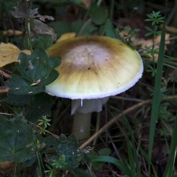 Image of Death cap