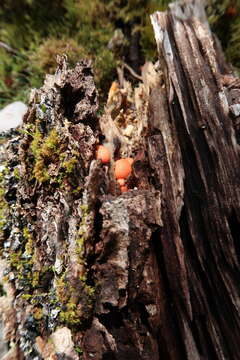 Image of Lycogala epidendrum