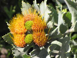 Image of Leucospermum mundii Meissn.