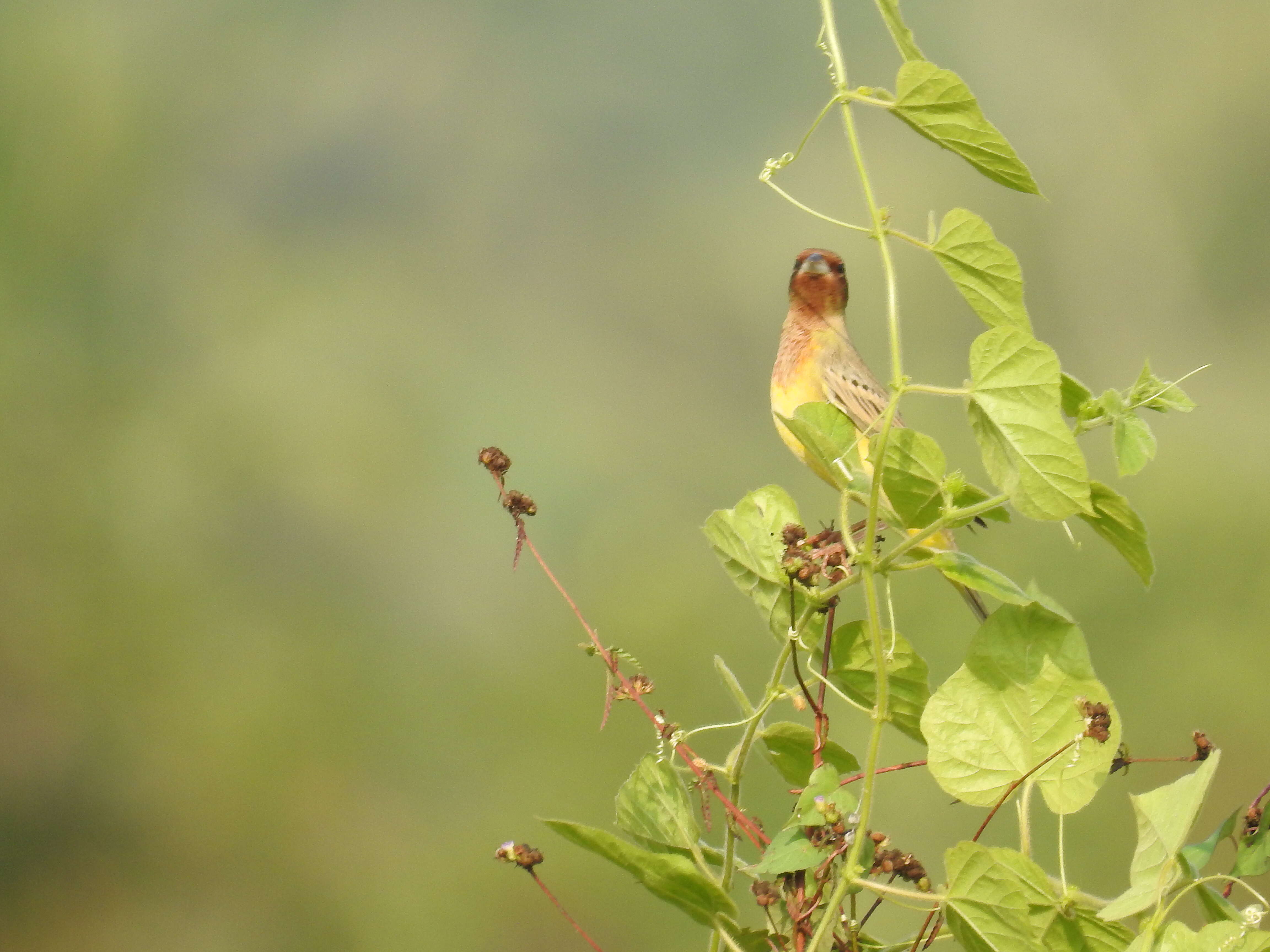 Image of Brown-headed Bunting