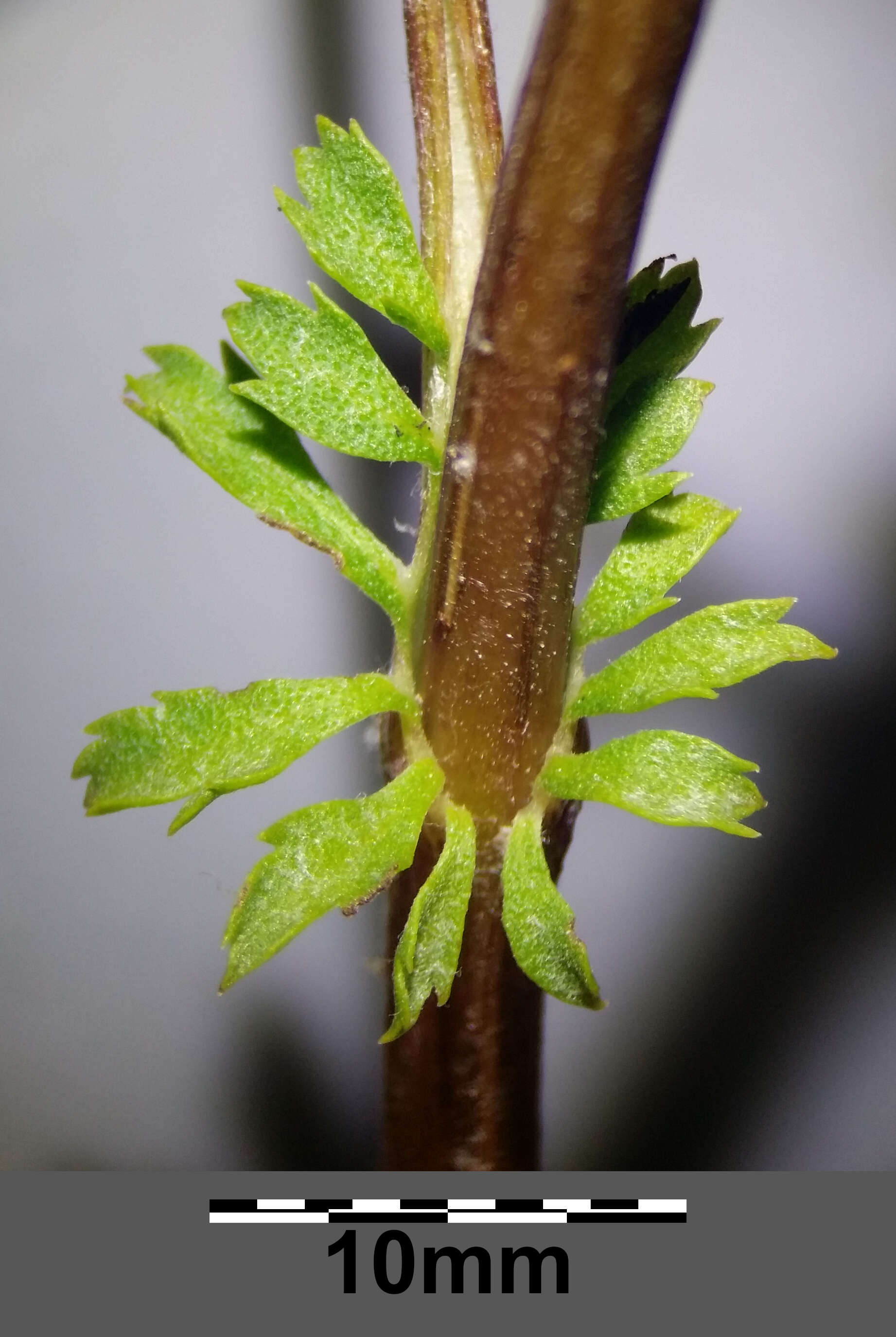 Image of common tansy