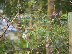 Plancia ëd Indigofera cassioides DC.