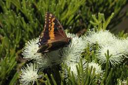 Imagem de Charaxes pelias