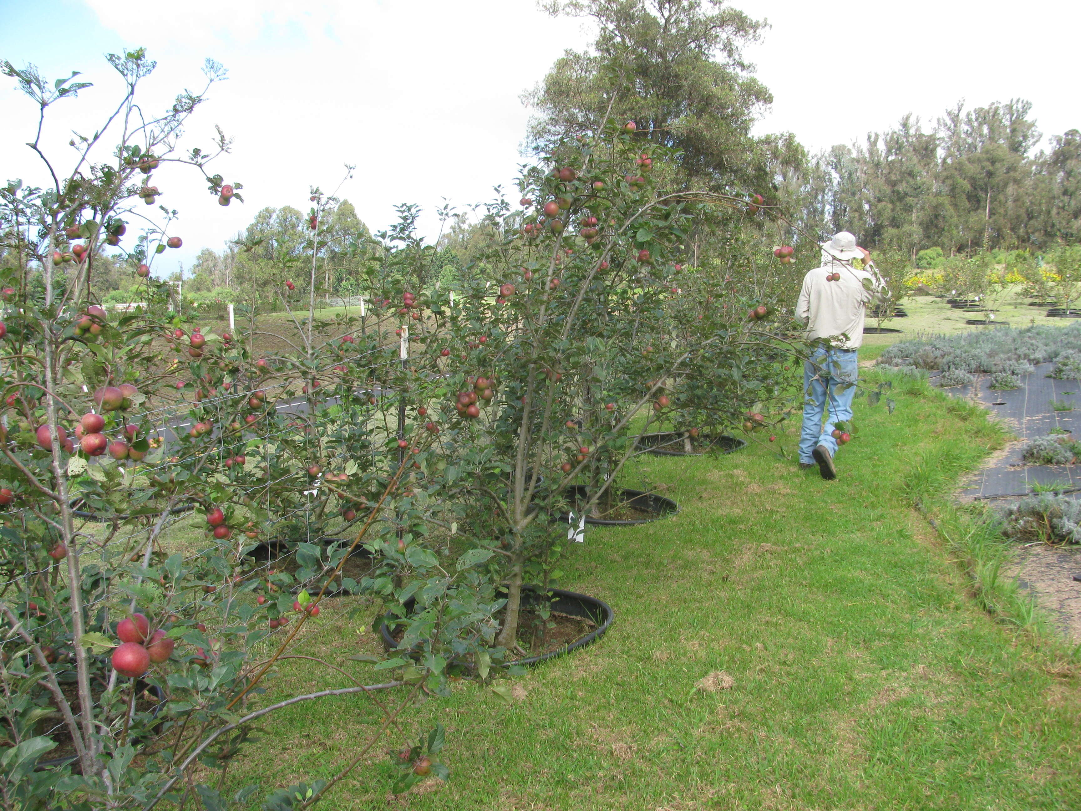 Image of paradise apple