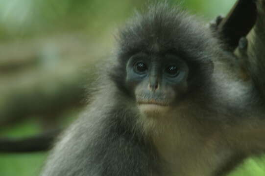 Image of Grizzled Leaf Monkey