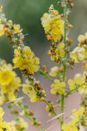 Image of wavyleaf mullein