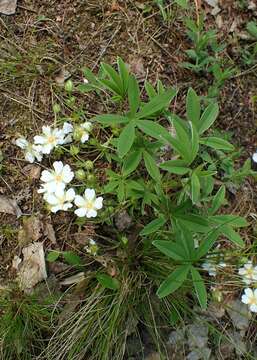 Imagem de Potentilla alba L.