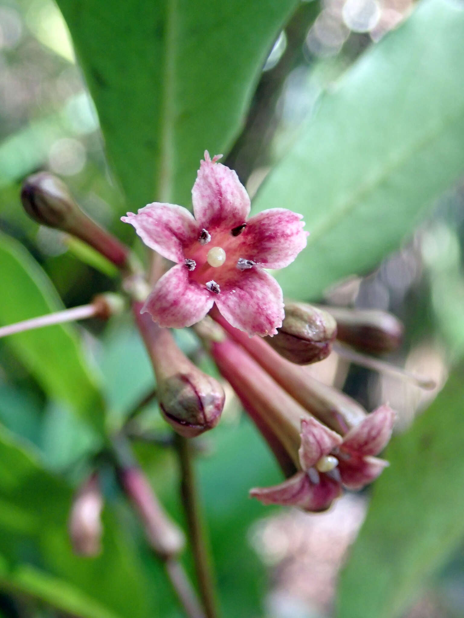 Image of Alseuosmia quercifolia A. Cunn.