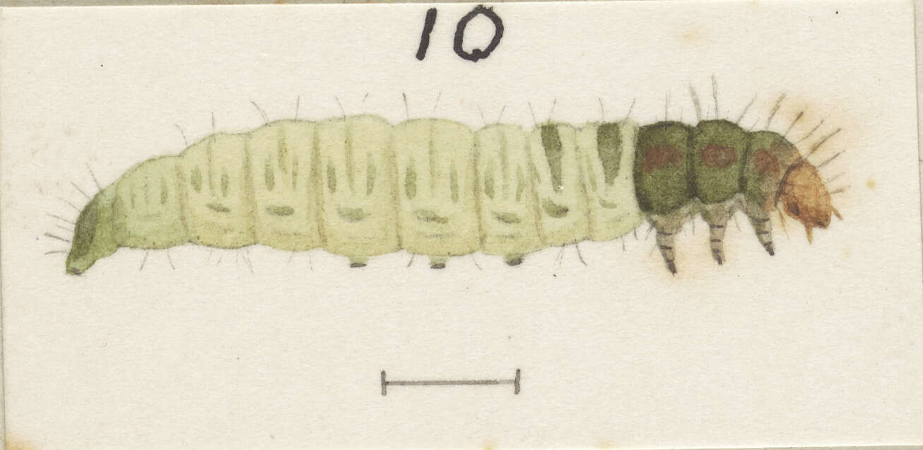 Image of Mallobathra lapidosa Meyrick 1914