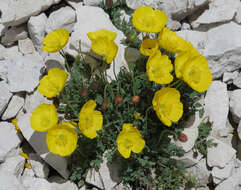 Imagem de Papaver alpinum L.