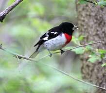 Image of Rose-breasted Grosbeak